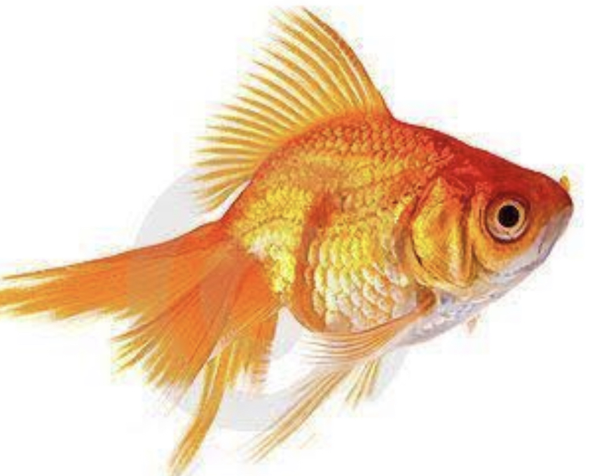 Диета Онлайн Рыба Золотая