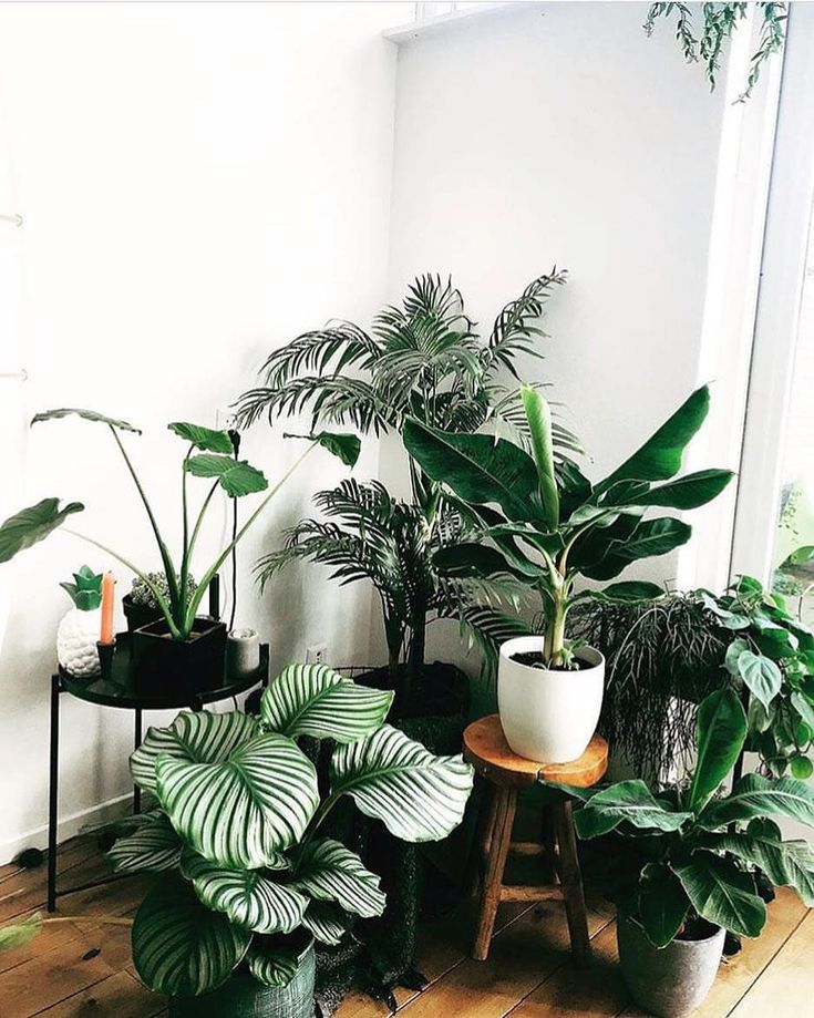 Indoor Plants