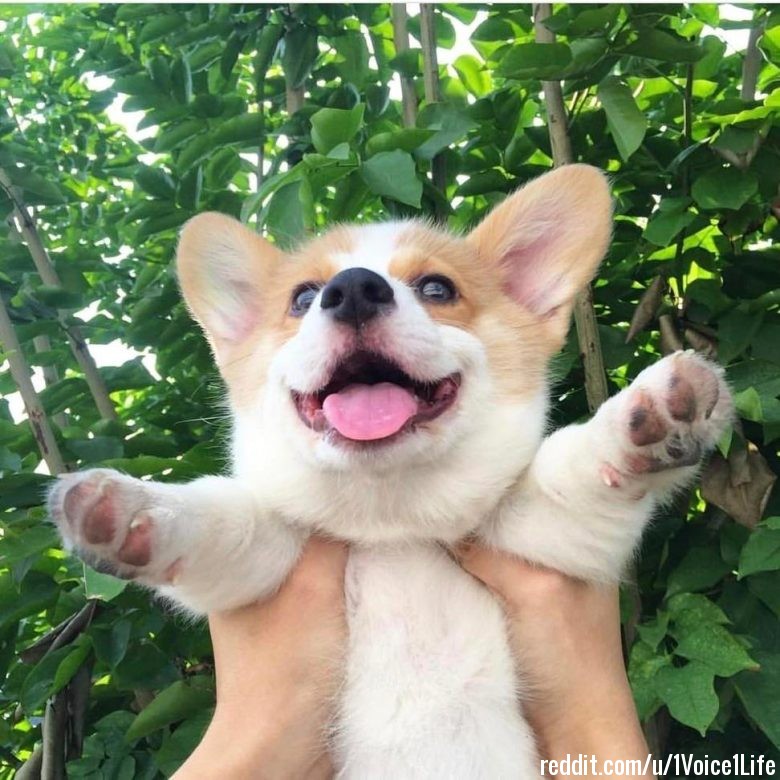 A corgi