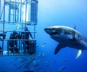 Diving with sharks