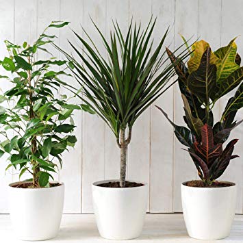 Large house plants x 3