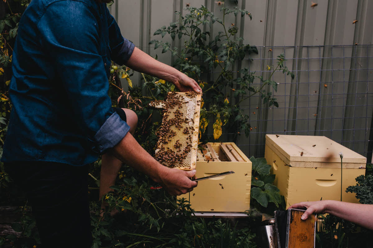 Bee keeping workshop