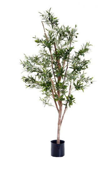 Olive Tree