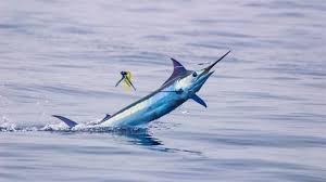 Fishing in the Maldives