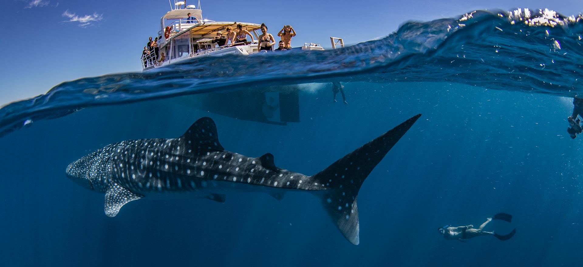 Swim with whale sharks off Exmouth