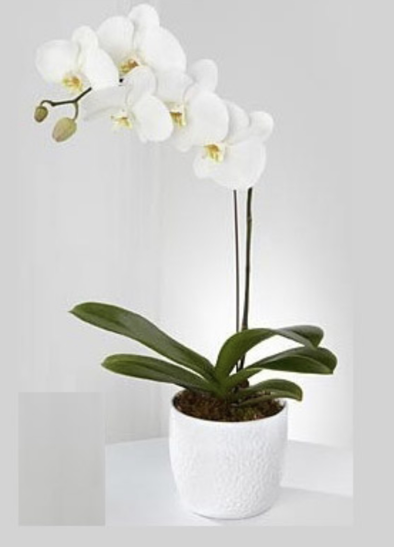 White orchid