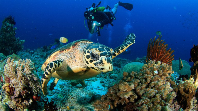 Diving the Barrier Reef