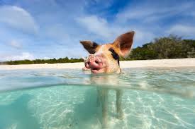 Flight & boat transfer to Pig Beach to swim with the piggies!