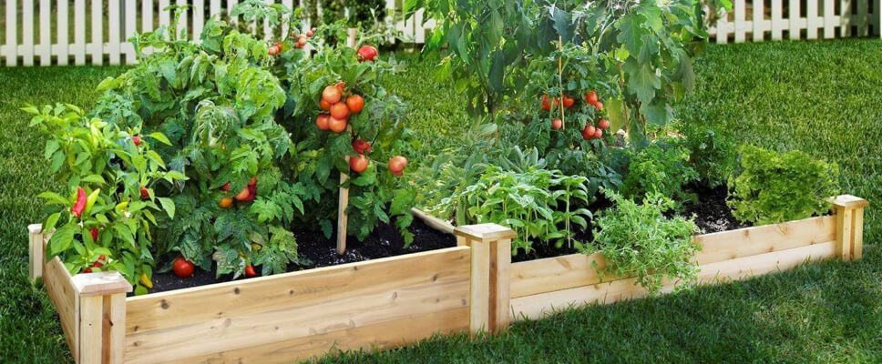 Vegetable Garden