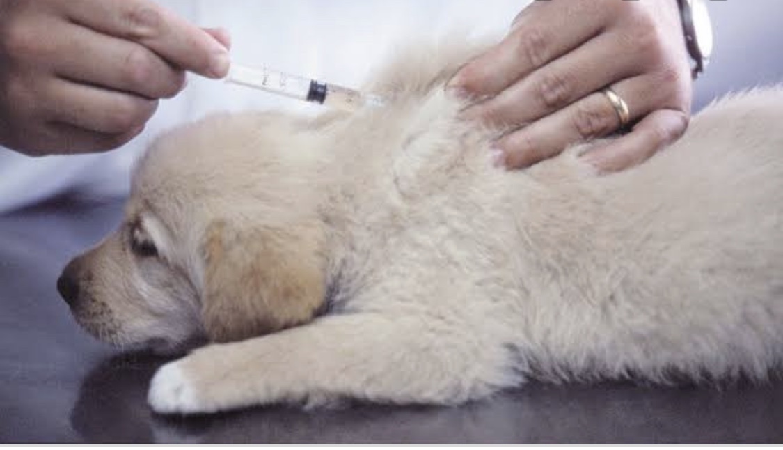 Pups 6 week vaccination