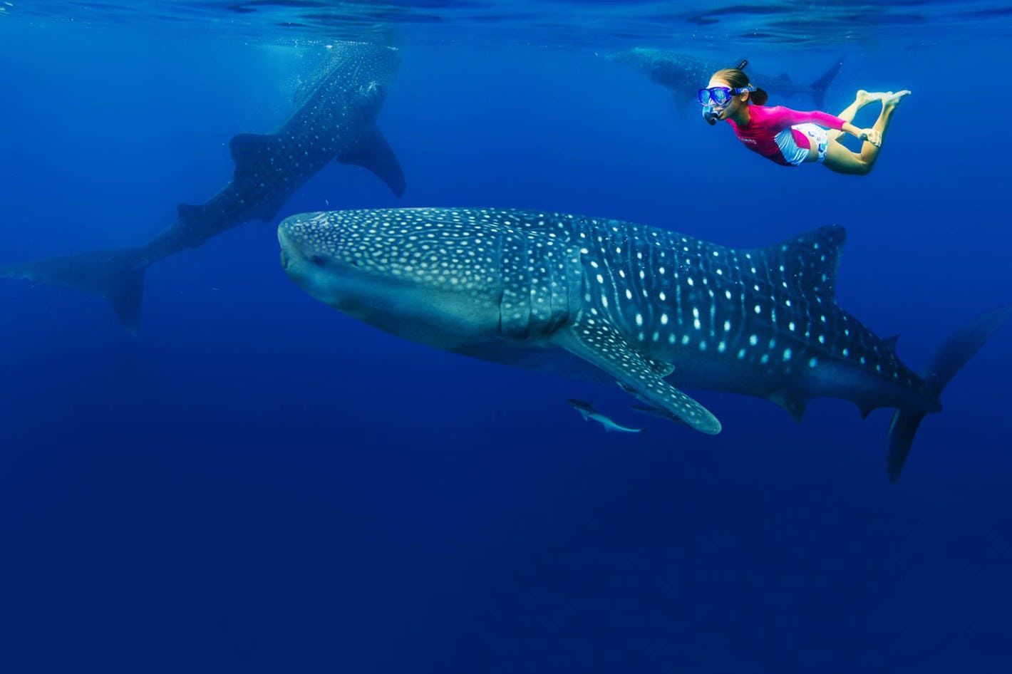 Dive With Whale Sharks