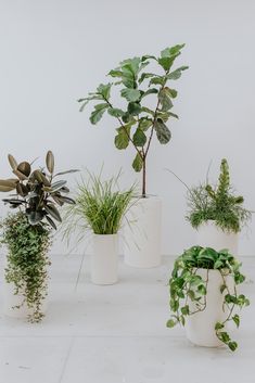 Indoor plants