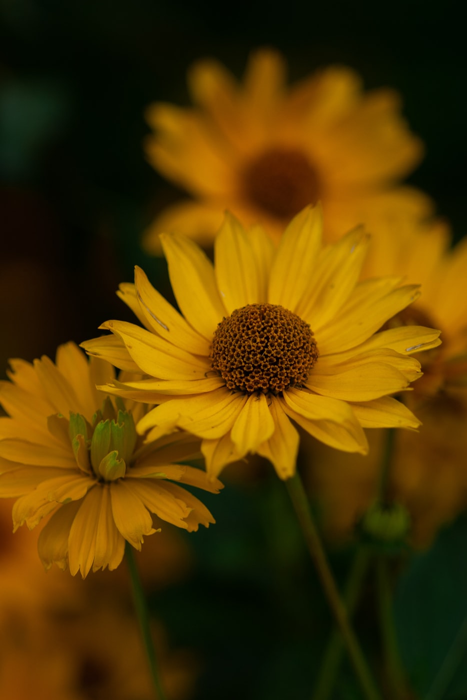 Fresh flowers