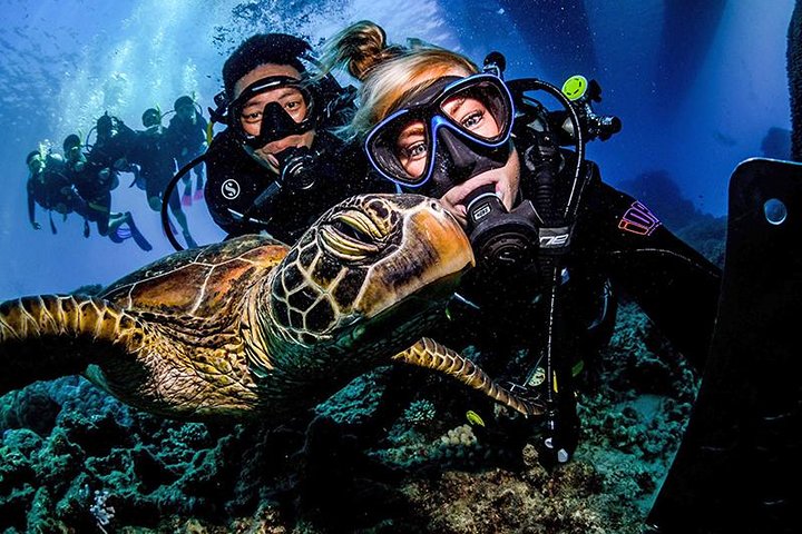Honeymoon Experience - Great Barrier Reef Diving/Snorkling Tour