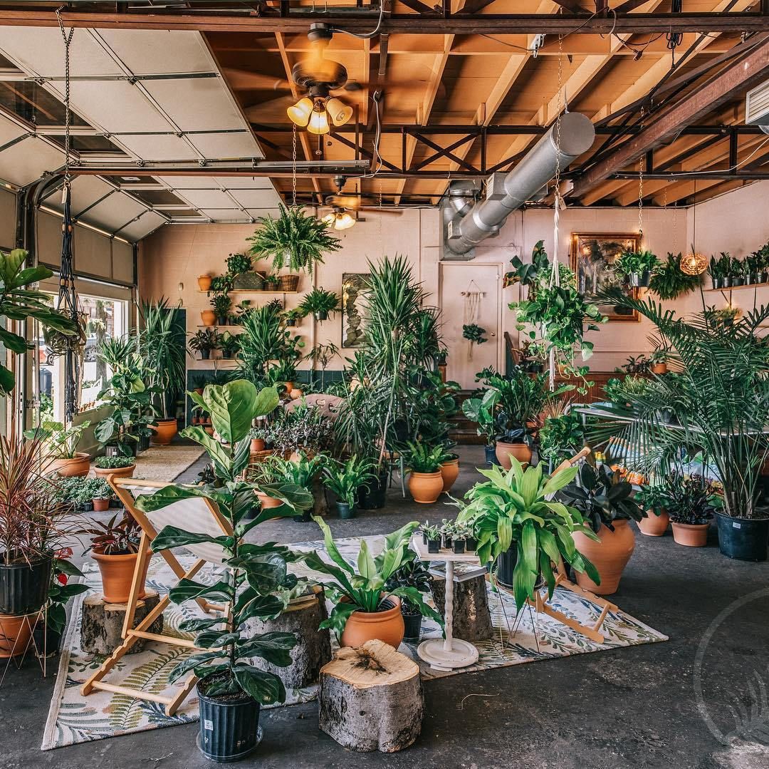 Indoor Plants - Plants 1