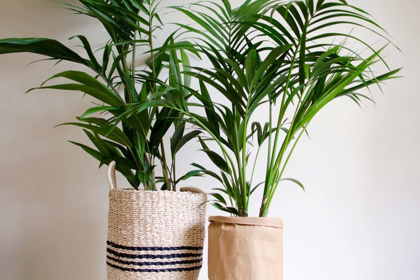 Indoor Plants - Pots 1