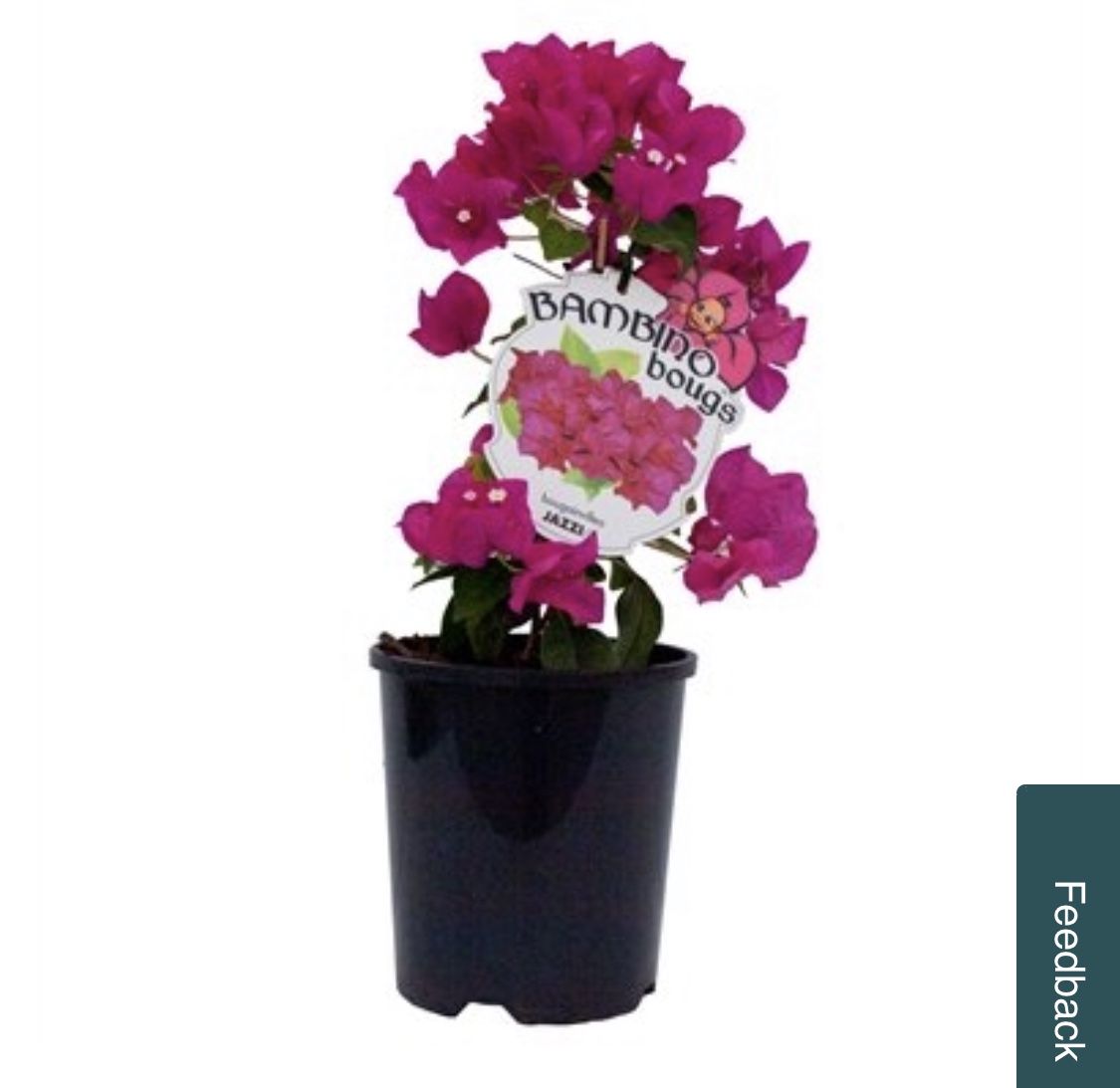 Bambino Assorted - Bougainvillea glara