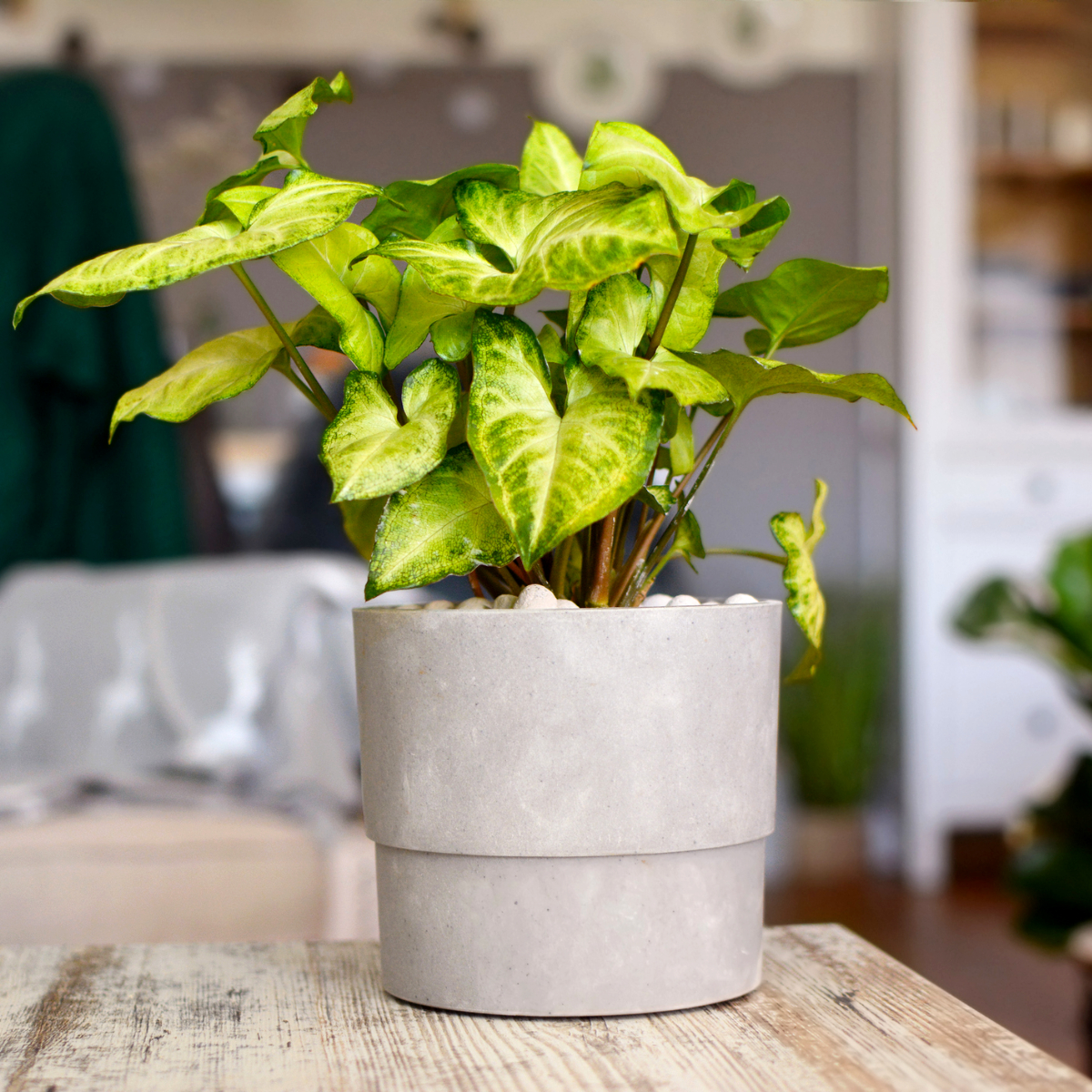 Indoor Plants - Pots 2