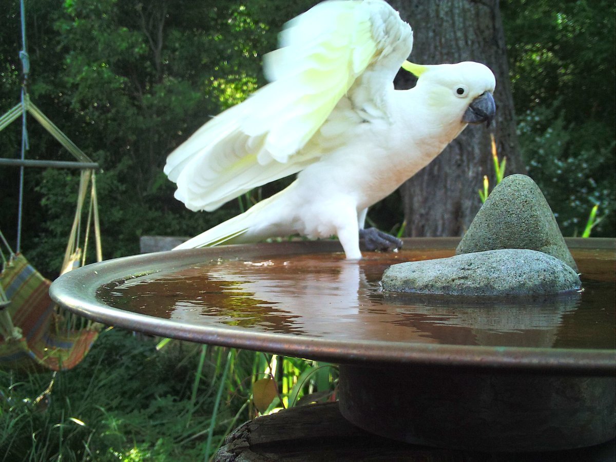 Mallee Designs Copper Bird Bath - Medium