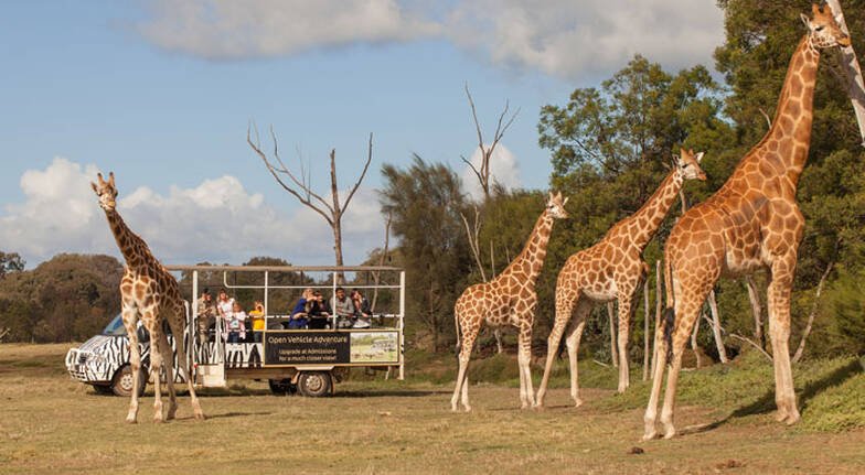Overnight Zoo Safari With Dinner and Breakfast - For 2