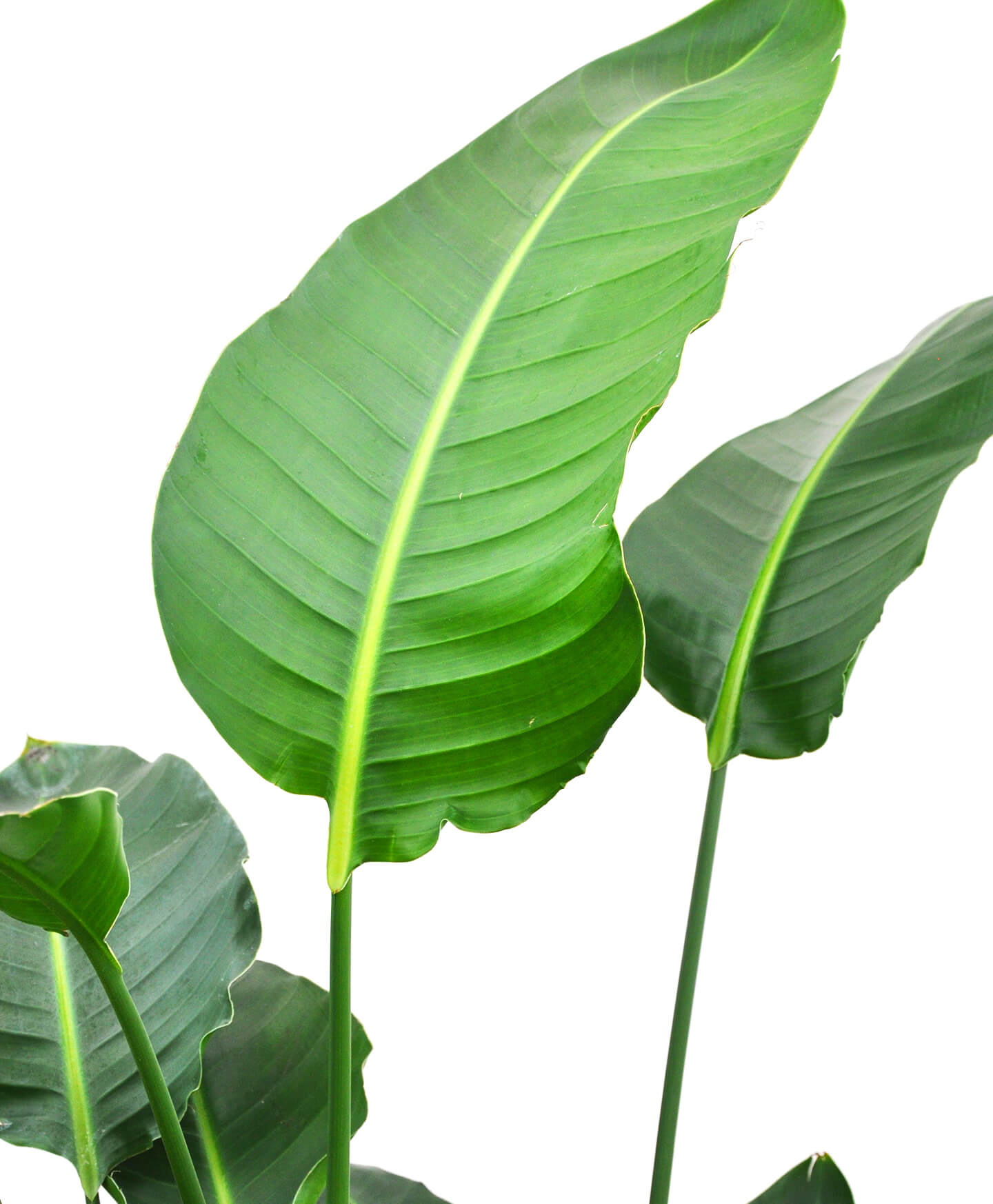 Natal Wild Banana Plant