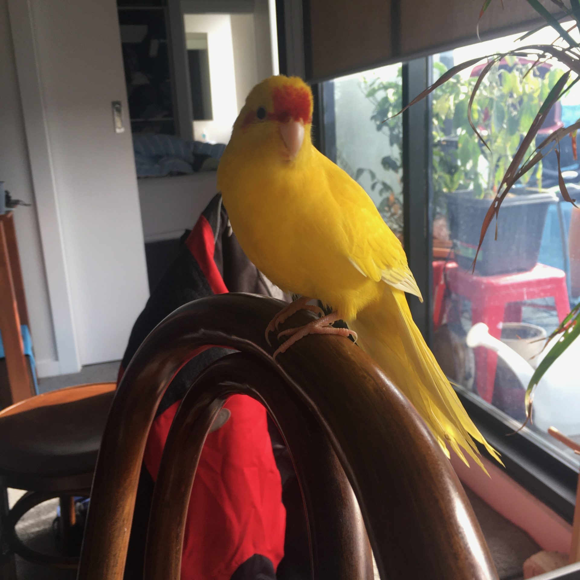 Cello Bird Stay