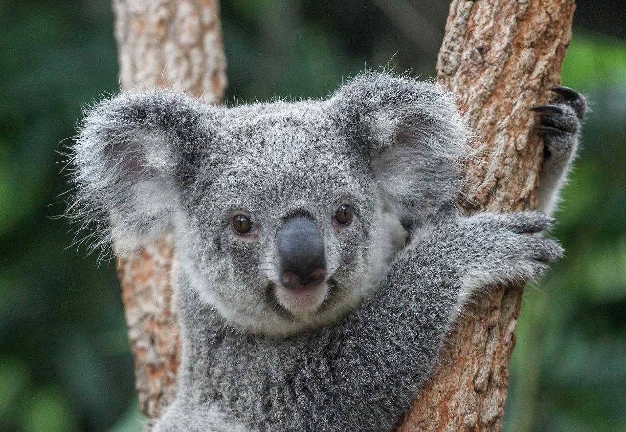 Lone Pine Koala Sanctuary Yearly Pass