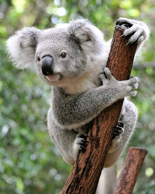 Zoo Animal