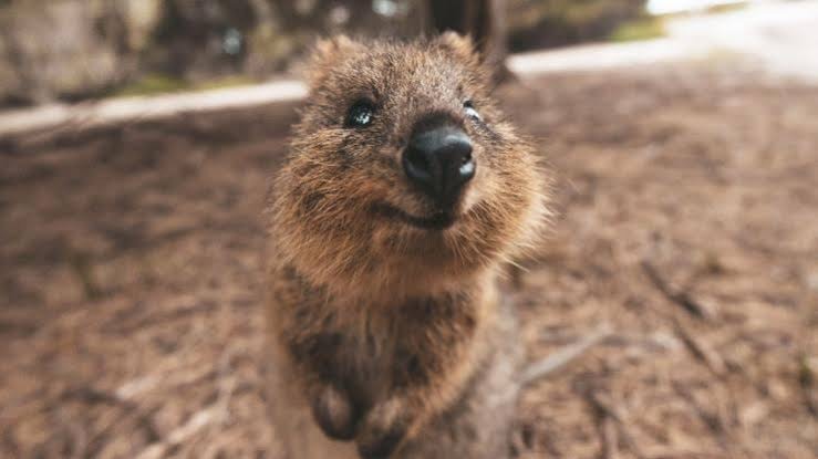 The Quales want to meet a Quokka - Honeymoon @ Rottnest Island, WA.