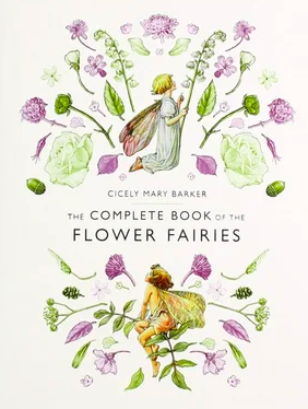 The Complete Book of the Flower Fairies