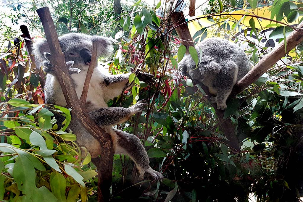 Koala Park Sanctuary Family Pass