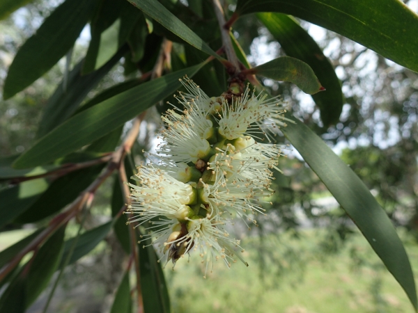 Native Trees