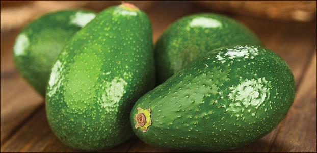 Avocado 'Fuerte' B type