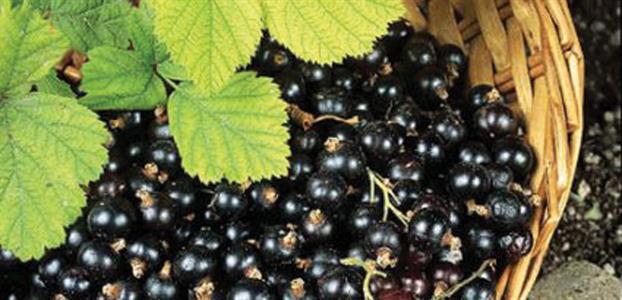 Black currant shrub