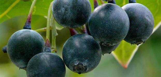 Blueberry 'Brightwell'