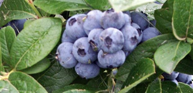 Blueberry 'Powder Blue'