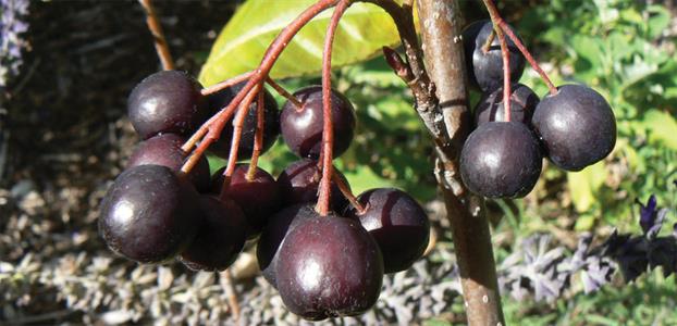 Chokeberry tree