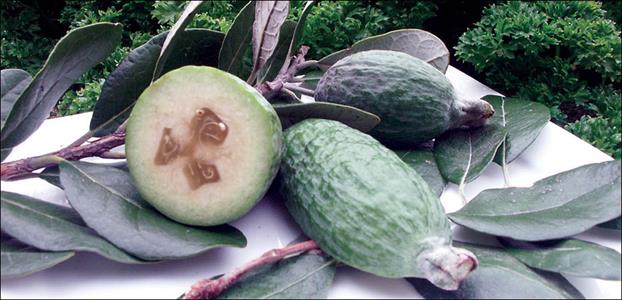 Feijoa 'Pineapple Guava' 5 plant hedge pack