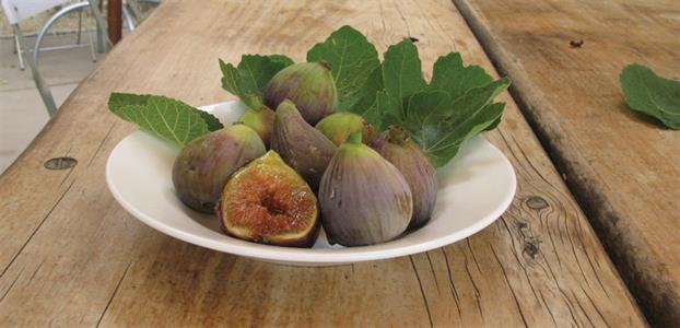 Fig 'St Dominique Violette' tree