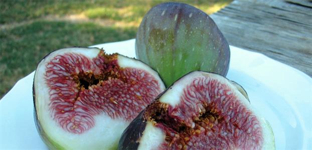 Fig Black Genoa tree