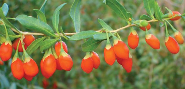 Goji berry