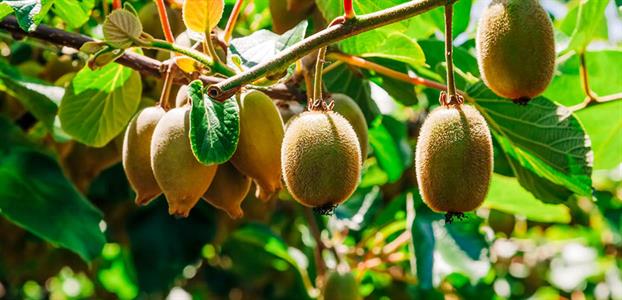 Kiwi fruit tree - 3 pack for pollination