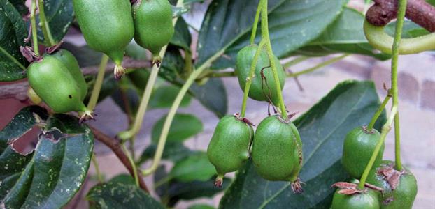 Kiwi berry bush