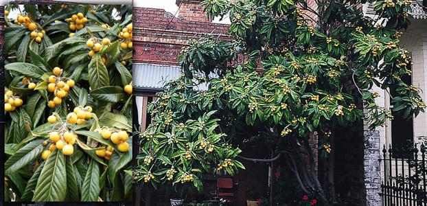 Loquat tree