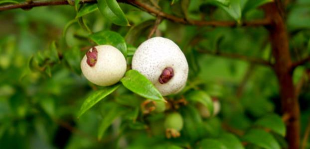 Midyim berry shrub