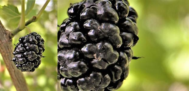 Mulberry 'Asian Black' tree