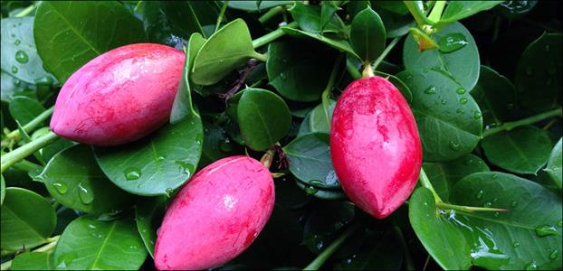 Natal plum hedge 3 pack