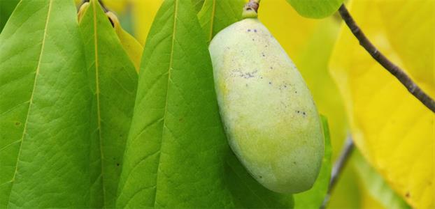 Paw paw tree
