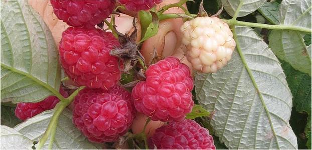 Raspberry 'Caroline' cane
