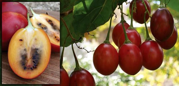 Tamarillo tree